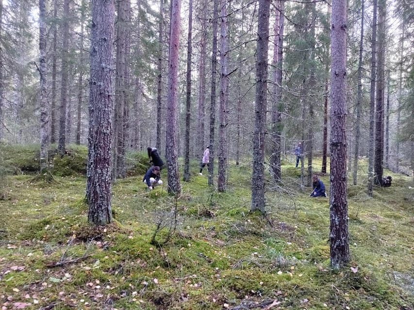 Kintulammi Nature Experience (Nature reserve near Tampere) - The 300-Meter Introduction to Kintulammi