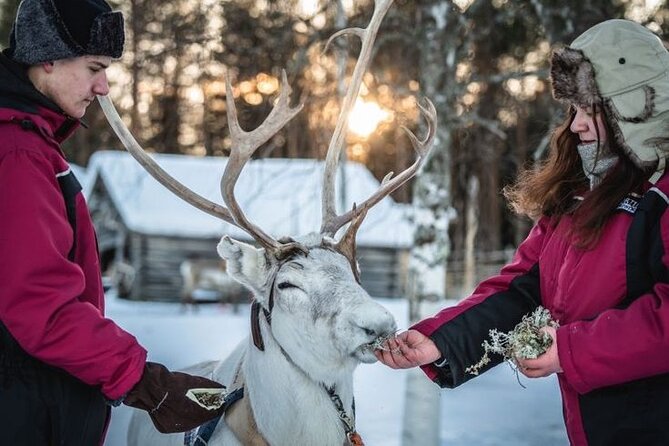 Kuoksa Reindeer Farm Visit with a Short Sleigh Ride - Meeting the reindeer in a working setting
