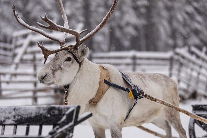 Kuoksa Reindeer Farm Visit with a Short Sleigh Ride - Arriving at Pekankatu 3 in Rovaniemi
