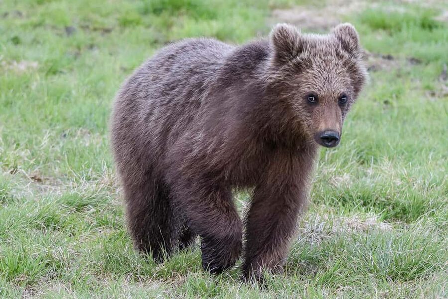 Kuusamo: Bear watching evening - Who will enjoy this most?