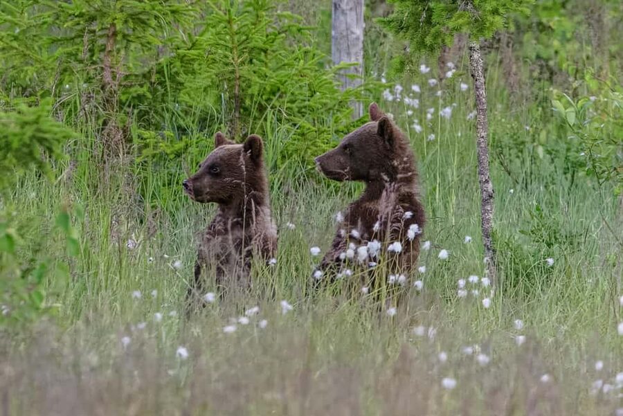 Kuusamo: Bear watching evening - Four hours in Kuusamo’s taiga