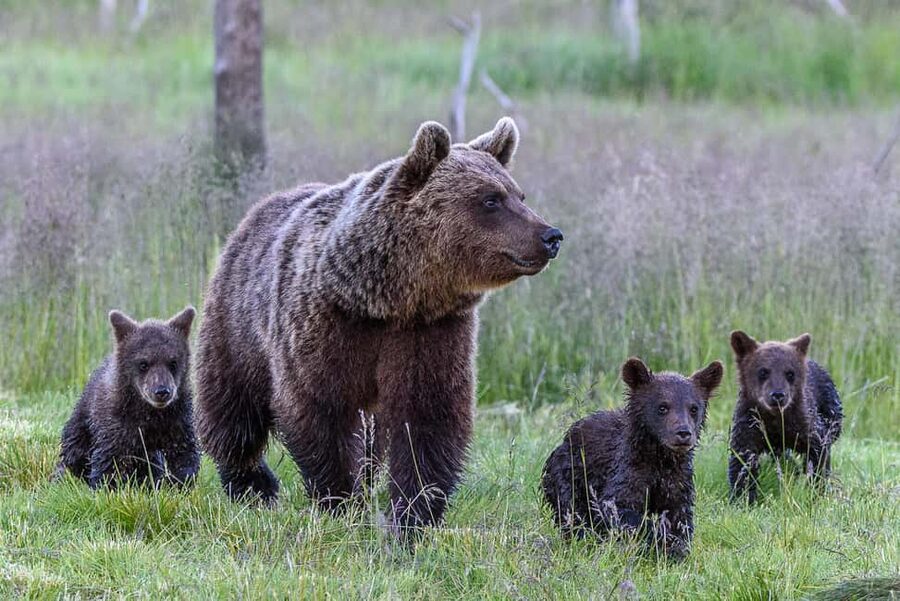 Kuusamo: Bear watching evening - Settling into the two viewing hides