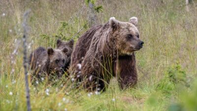 Bear watching evening