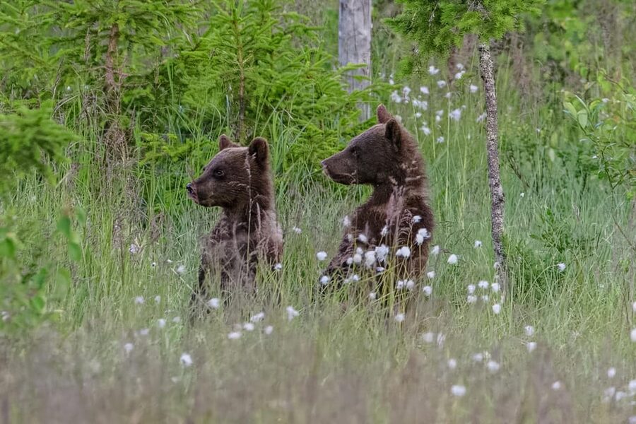 Kuusamo: Bear watching evening - What the guide adds to the evening