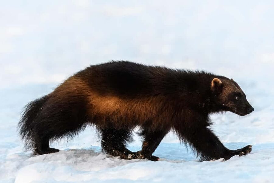 Kuusamo: Bear watching evening - Light, timing, and the best season for photos