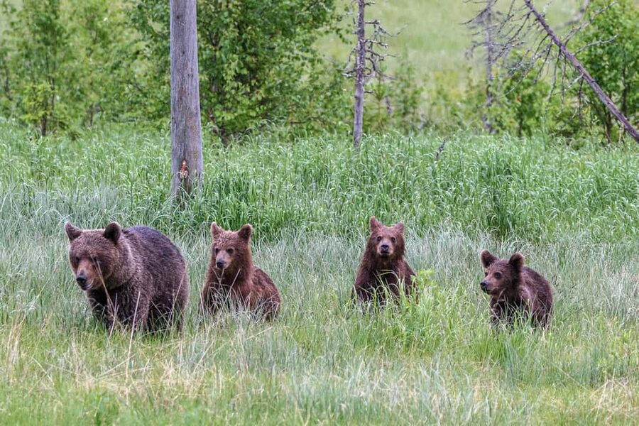 Kuusamo: Bear watching evening - Is $176 per person a fair price?