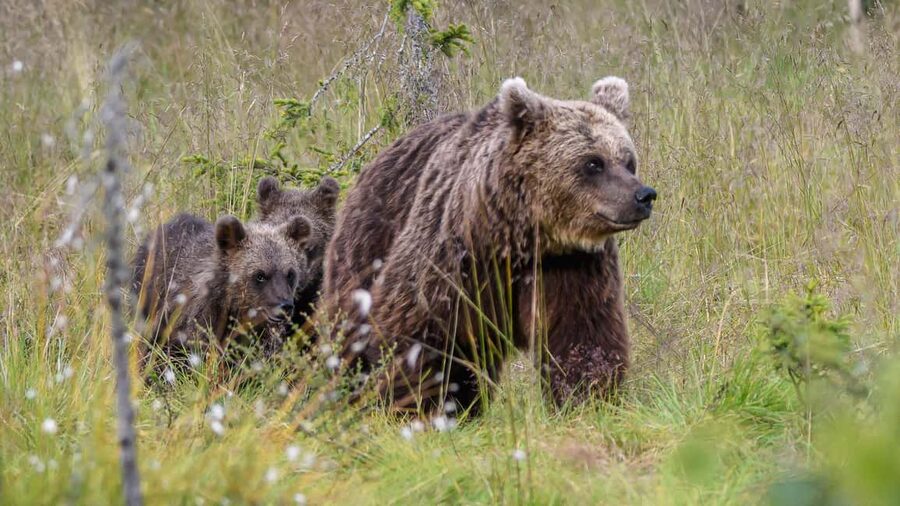 Kuusamo: Bear watching evening - The 350-meter walk from the parking area