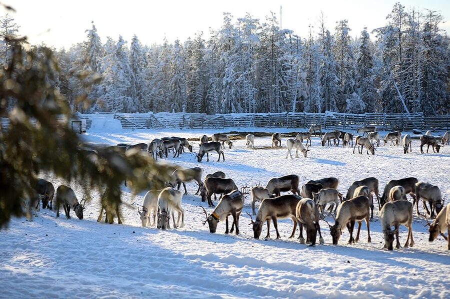 Kuusamo: Morning Feeding of Hundreds of Reindeer - Five things to know before feeding the reindeer