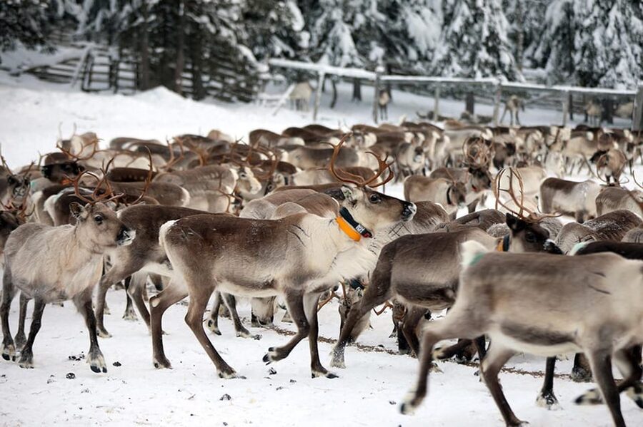Kuusamo: Morning Feeding of Hundreds of Reindeer - Feeding lichen inside the ancient corral