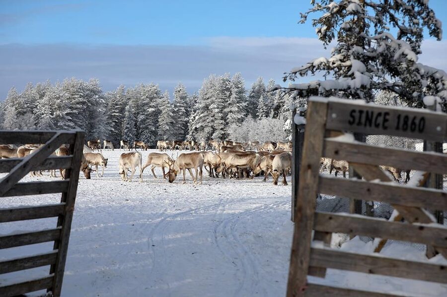 Kuusamo: Morning Feeding of Hundreds of Reindeer - Why the one-hour format works