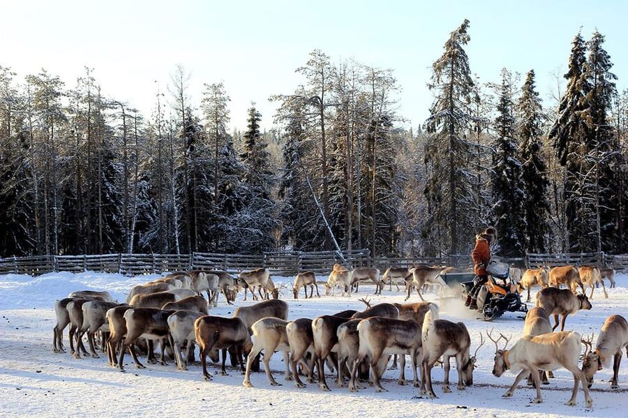 Kuusamo: Morning Feeding of Hundreds of Reindeer - Is $31 a fair price?