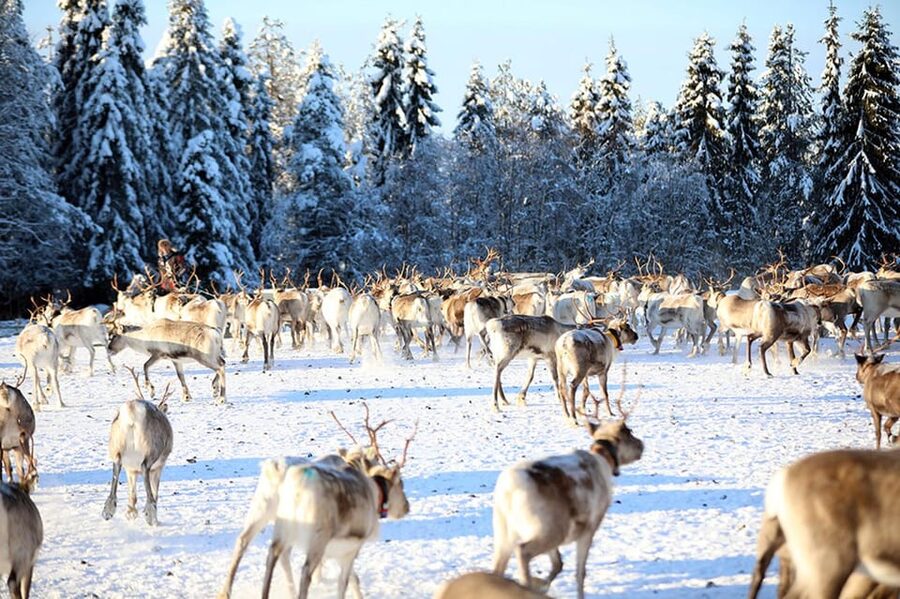 Kuusamo: Morning Feeding of Hundreds of Reindeer - Watching hundreds of reindeer gather for breakfast