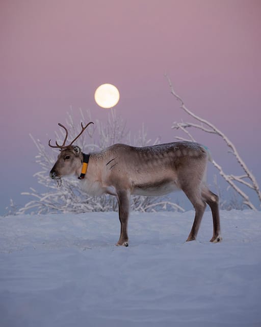 Kuusamo: Reindeer Farm Visit - Learning how reindeer live in Kuusamo