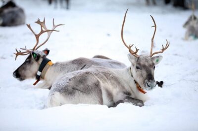 Reindeer Farm Visit