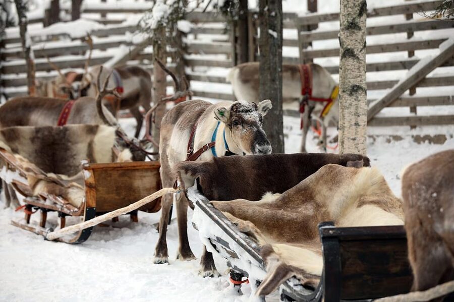 Kuusamo: Reindeer Sleigh Ride and Farm Visit - Who should book the Kujala Reindeer Farm experience?