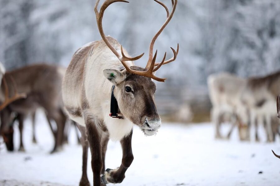 Kuusamo: Reindeer Sleigh Ride and Farm Visit - Why this Kuusamo reindeer visit works so well