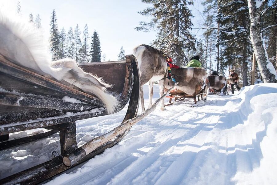 Kuusamo: Reindeer Sleigh Ride and Farm Visit - Meeting hundreds of reindeer in the ancient corral