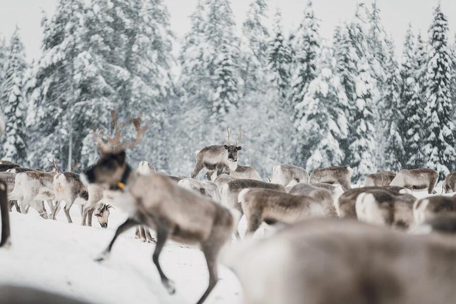 Kuusamo: Reindeer Sleigh Ride and Farm Visit - Learning how a working reindeer farm operates