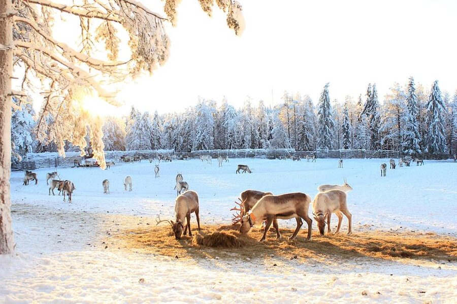 Kuusamo: Reindeer Sleigh Ride and Farm Visit - The farm shop and the extra Finnish flavors