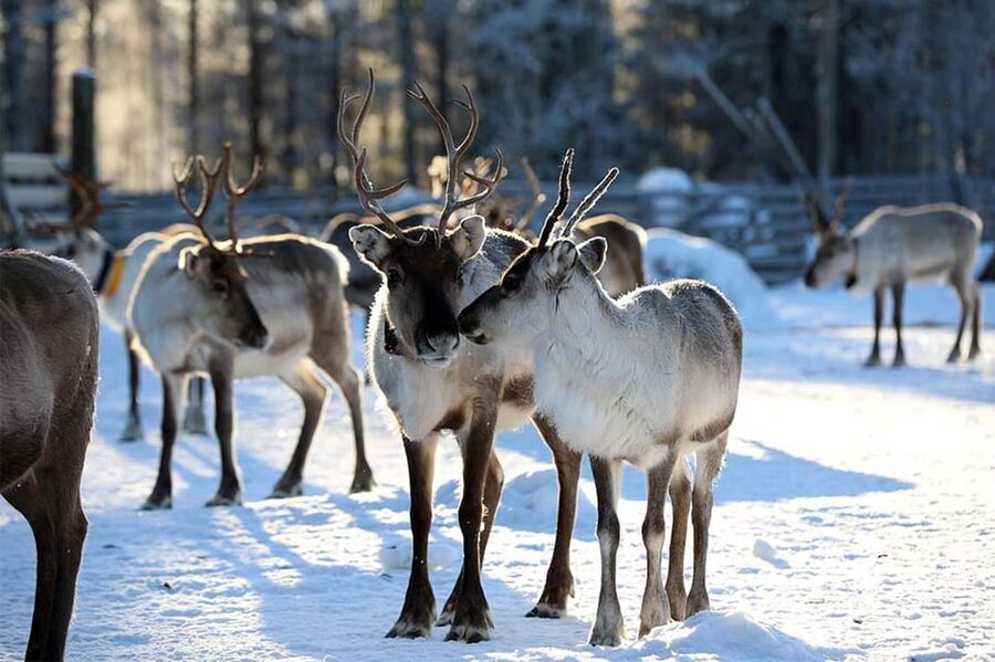 Kuusamo: Reindeer Sleigh Ride and Farm Visit - Is $97 per person good value?