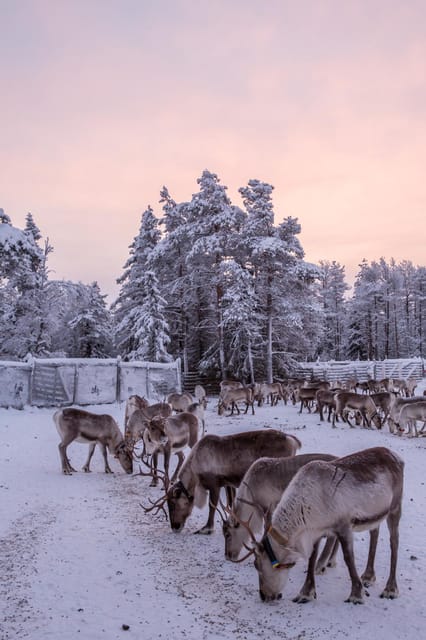 Kuusamo: Reindeer Sleigh Ride and Farm Visit - Practical advice for your visit