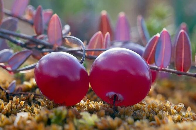 Lapland Berry Day Experience - A Three-Hour Taste of Rovaniemi’s Wild Side