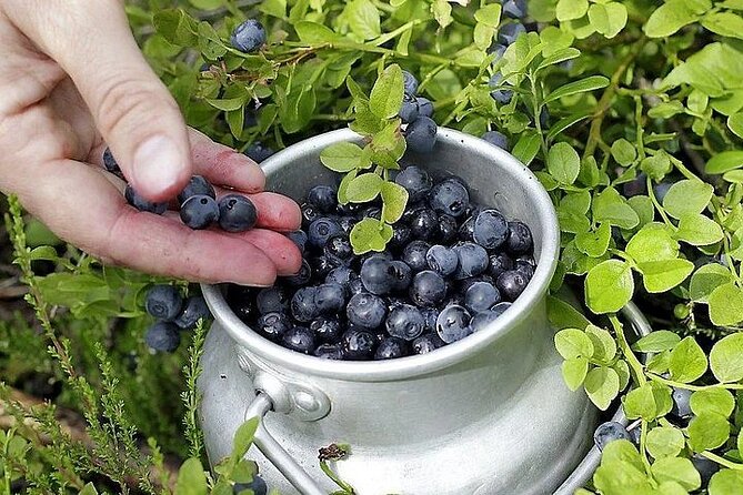 Lapland Berry Day Experience - Who Will Enjoy This Forest Walk?
