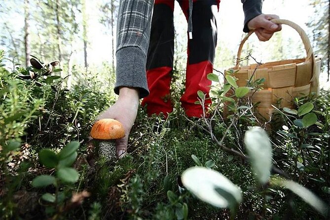 Lapland Berry Day Experience - Practical Advice Before You Book