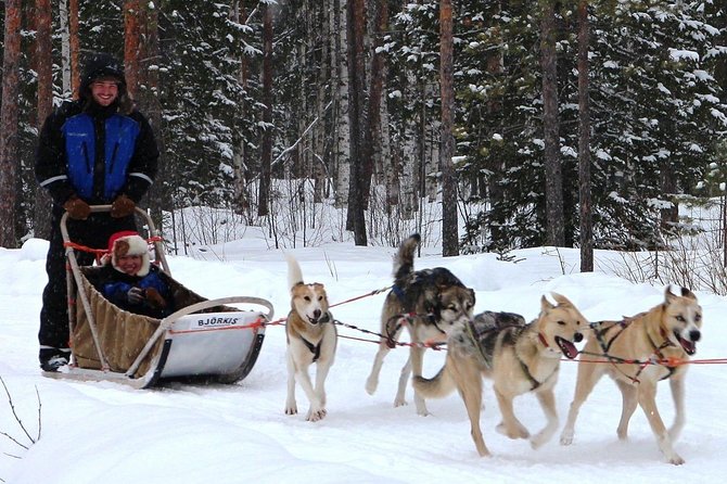 Lapland Husky Safari from Saariselkä - Meeting the huskies at the farm