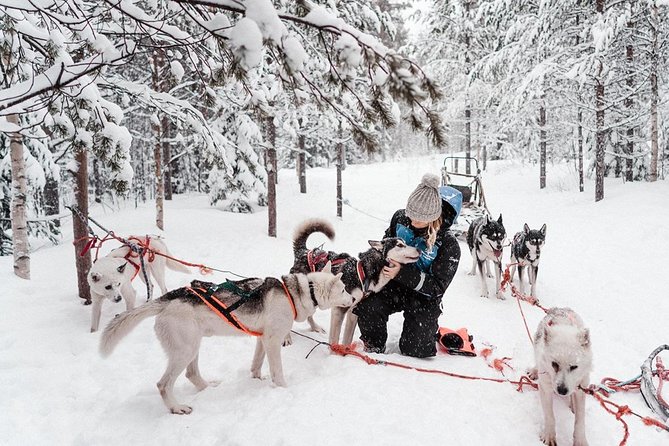 Lapland Husky Safari from Saariselkä - Who will enjoy this most?