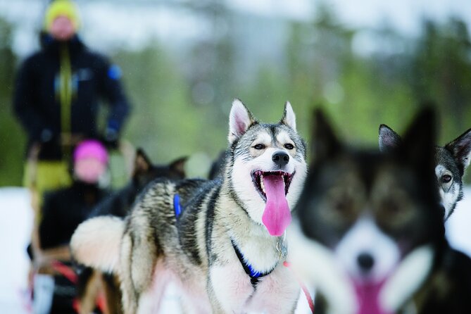 Lapland Reindeer and Husky Safari from Levi - Meeting the huskies and learning how the sled works