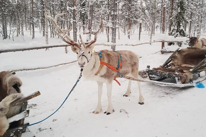 Lapland Reindeer and Husky Safari from Levi - Cold-weather preparation can make or break the morning