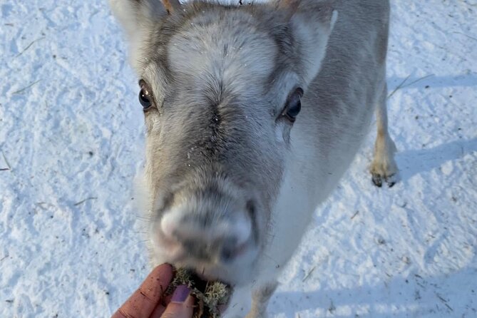 Lapland Reindeer and Husky Safari from Levi - Is $263.12 good value?
