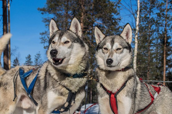 Lapland Reindeer and Husky Safari from Rovaniemi - The guides can make or break the morning