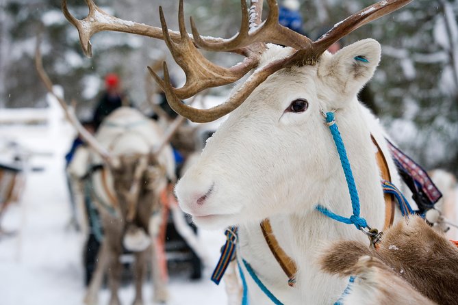 Lapland Reindeer and Husky Safari from Rovaniemi - Meeting the reindeer at a local farm