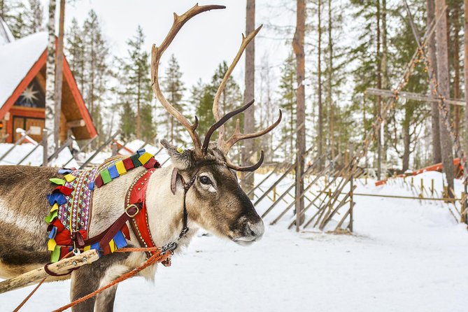 Lapland Reindeer Safari from Rovaniemi - Meeting the Reindeer at a 300-Year-Old Farm