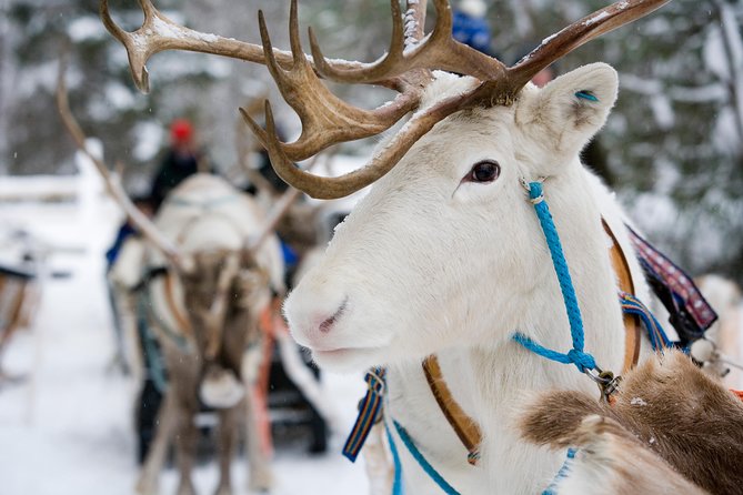 Lapland Reindeer Safari from Rovaniemi - The 1.5-Kilometer Sleigh Ride