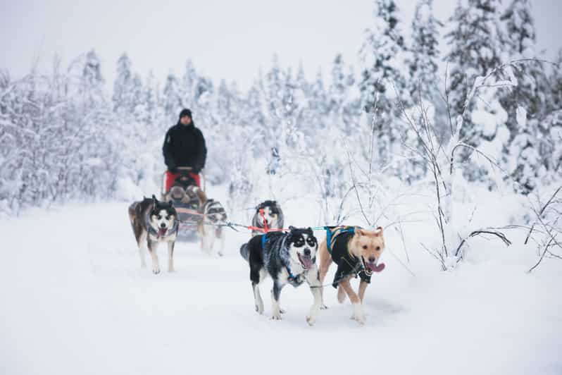 Levi: 15-Kilometres Self-Driving Husky Tour - Meeting the huskies before the 15-kilometre ride
