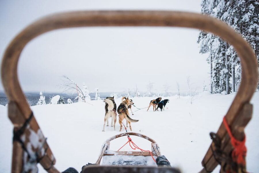 Levi: 15-Kilometres Self-Driving Husky Tour - Is $328 per person good value?