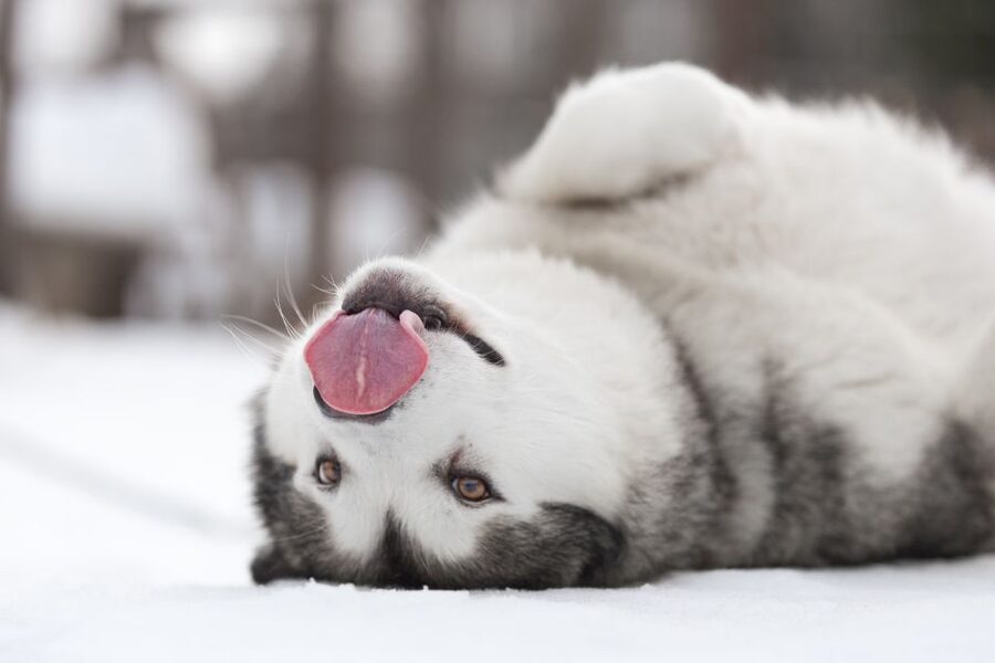 Levi: 7 km Self-Drive Husky Sledding Adventure - Key points before you book
