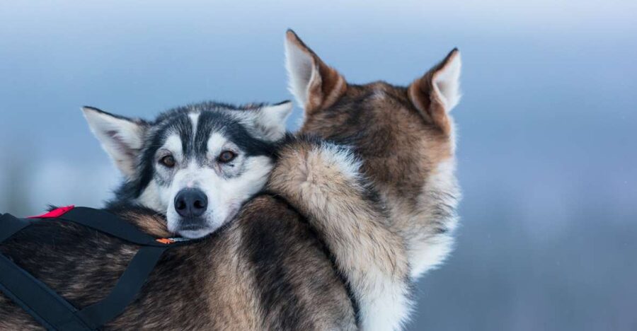 Levi: 7 km Self-Drive Husky Sledding Adventure - Learning to mush before the sled moves
