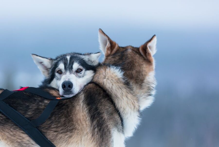 Levi: 7 km Self-Drive Husky Sledding Adventure - Hot juice, cookies, and a short warm-up