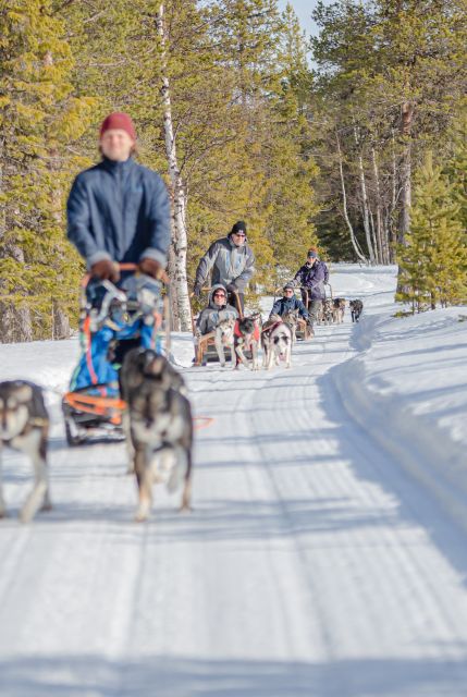 Levi: Evening Husky Sled Ride under the Northern Lights - Key points before you book
