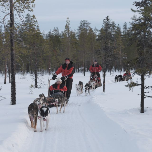 Levi: Evening Husky Sled Ride under the Northern Lights - The Northern Lights come with no promise