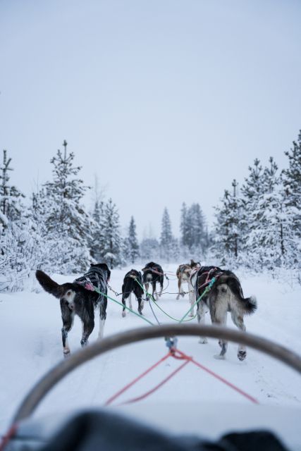 Levi: Evening Husky Sled Ride under the Northern Lights - A safety briefing before the huskies pull