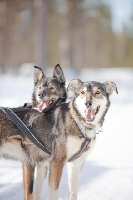 Levi: Guide-driven Husky Safari - Key points to know before booking