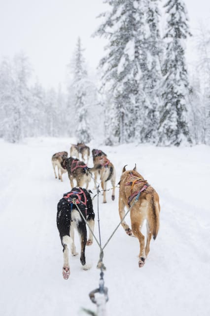 Levi: Guide-driven Husky Safari - Meeting the bus at Hissitie 11