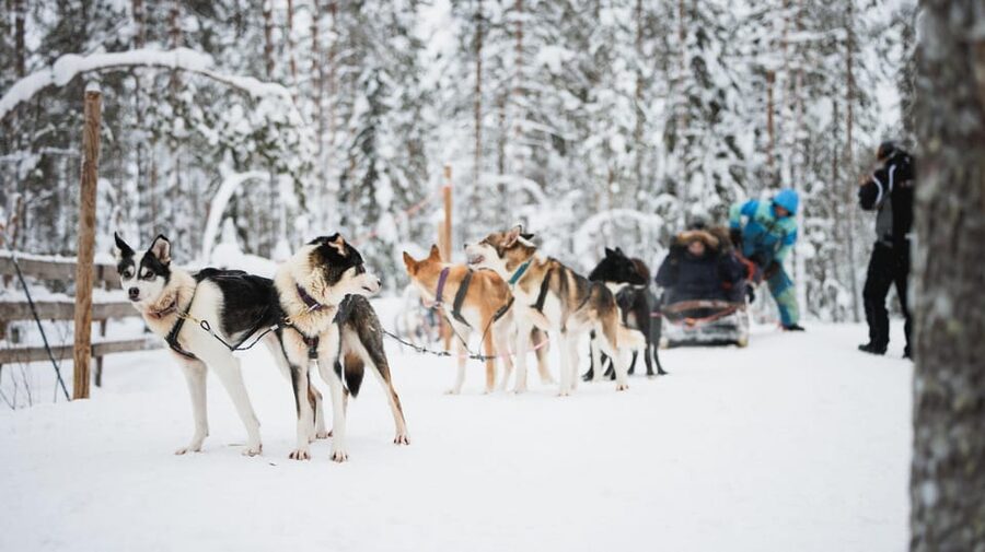 Levi: Husky and Reindeer Farm Visit with Snowmobiling - Timing, Waiting, and Group Rhythm