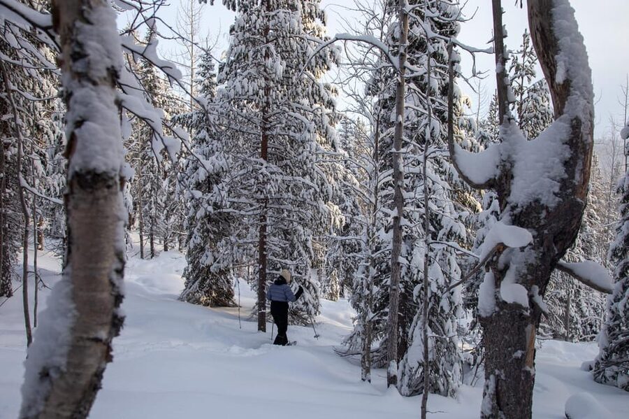 Levi: Lakeside forest snowshoeing - What this Levi snowshoe tour is really like