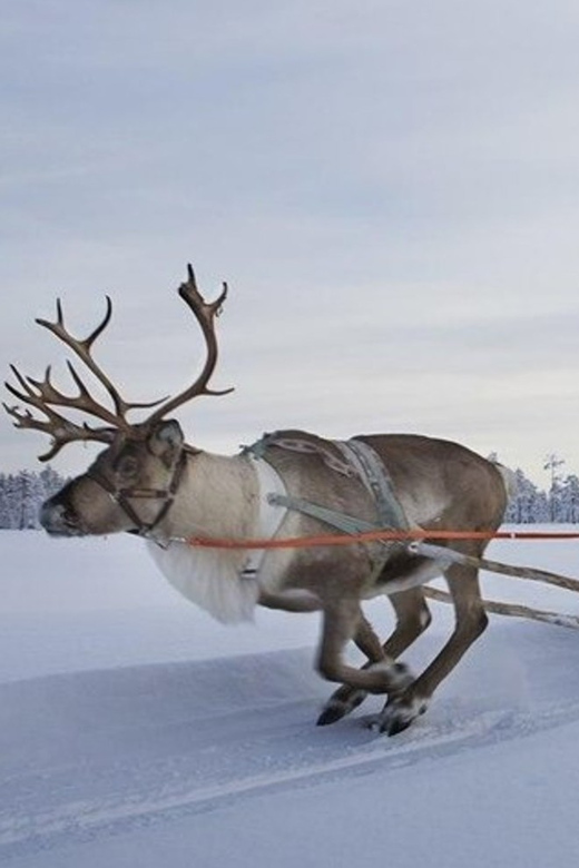 Levi: Lapland Reindeer and Husky Safari - From Levi to the reindeer farm